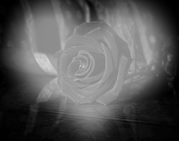 rose Fotomontaż