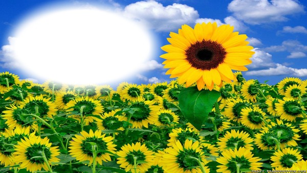 Sun flower field Photo frame effect