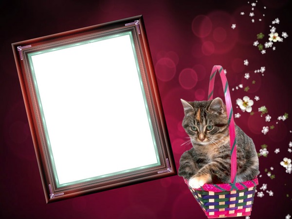 Cadre Chat Photo frame effect