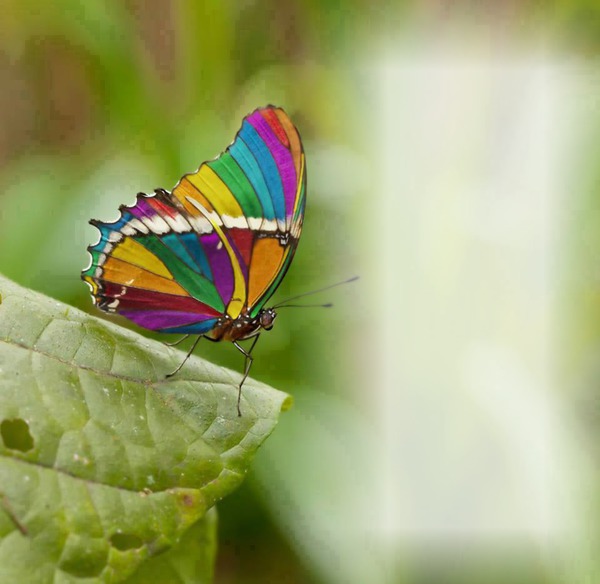papillon Photo frame effect