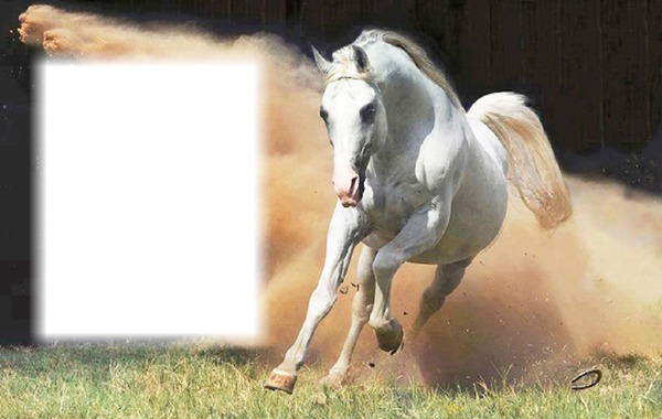lovas kép Fotomontage