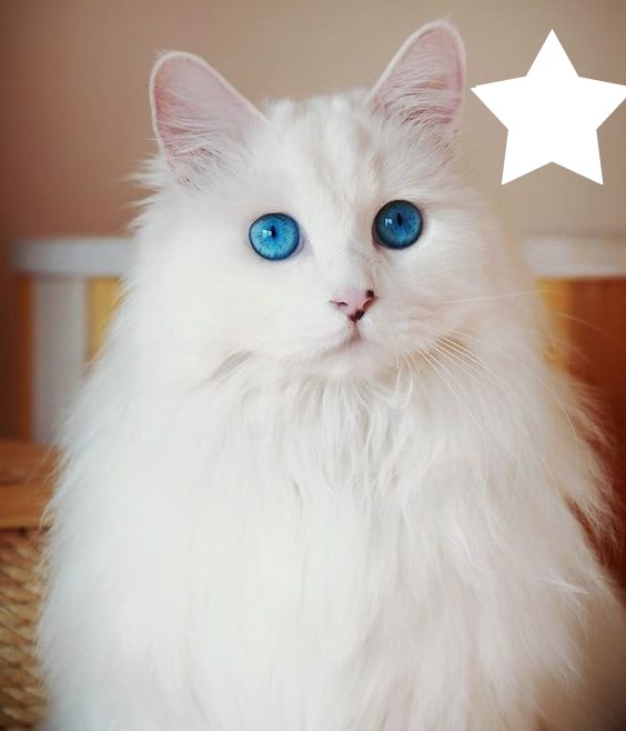 Chat angora blanc yeux bleus フォトモンタージュ
