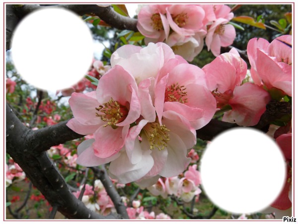 *fleurs de cerisier* Photomontage