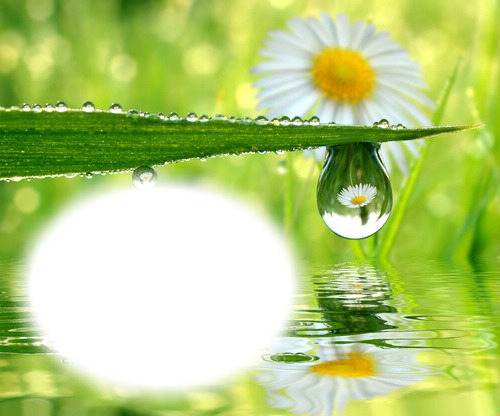Marguerite-fleur-pluie Montaje fotografico