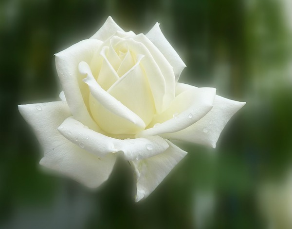 fleur Fotomontāža