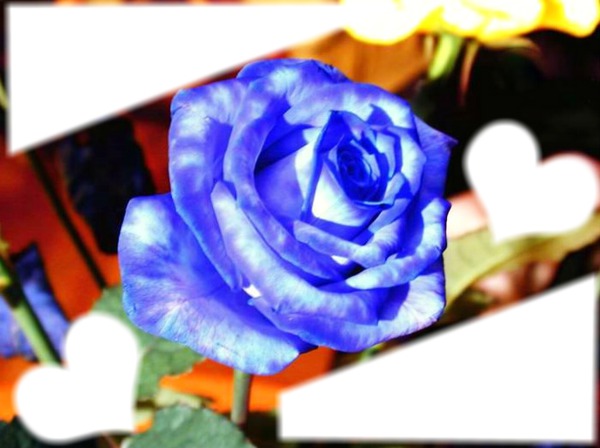 rosa bleue Montaje fotografico