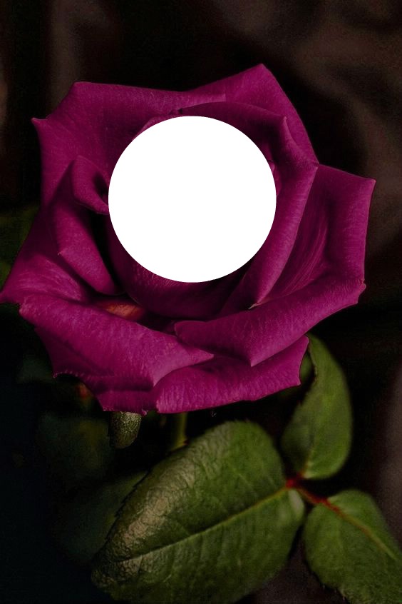 rosa elena Fotomontasje