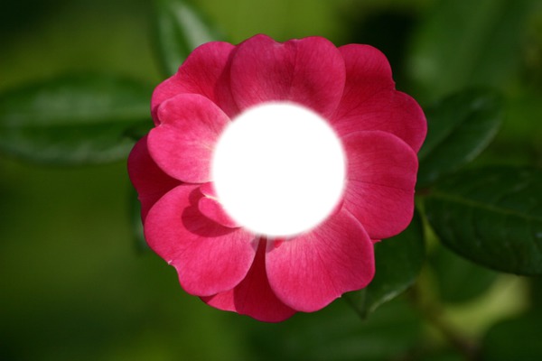 Fleur Fotomontāža
