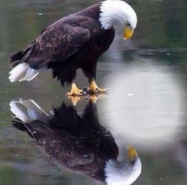 Eagle Фотомонтаж