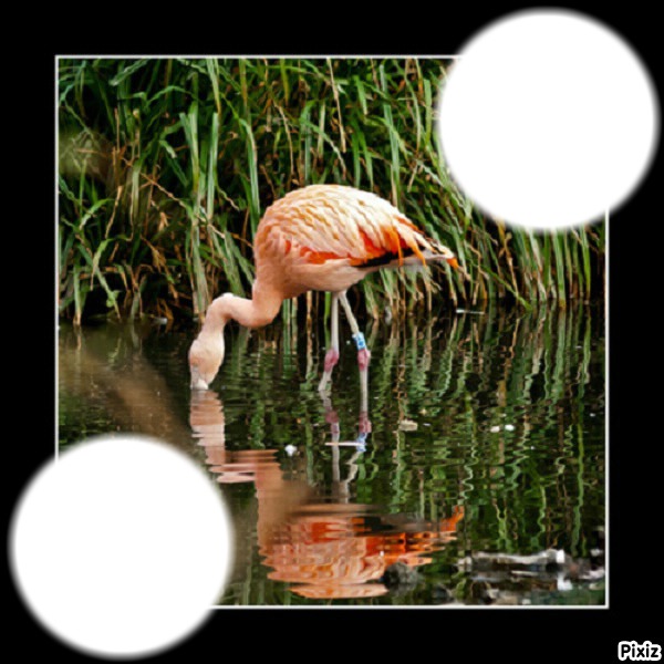 Flamant rose Montage photo