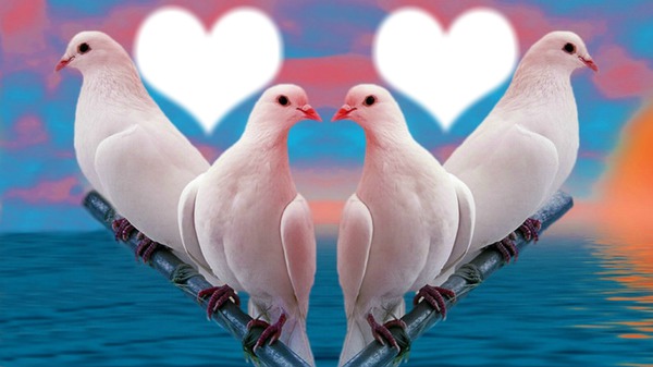 jolies colombes Фотомонтажа
