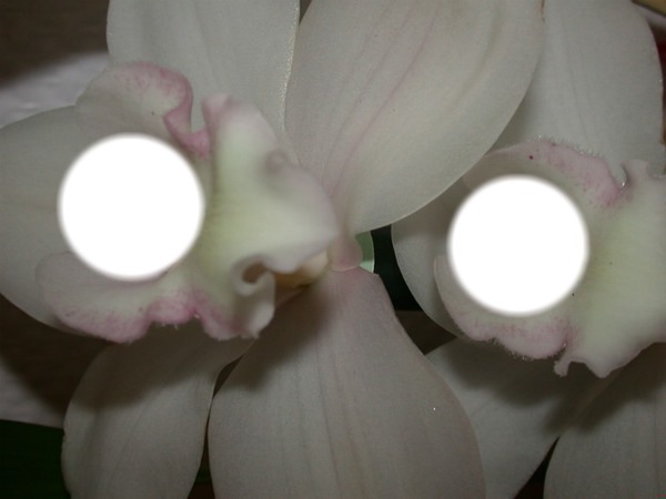 fleur Фотомонтажа