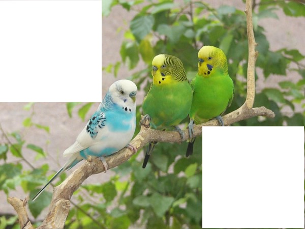 laly perroquets Fotomontaggio