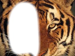 demis tête de tigre Photomontage