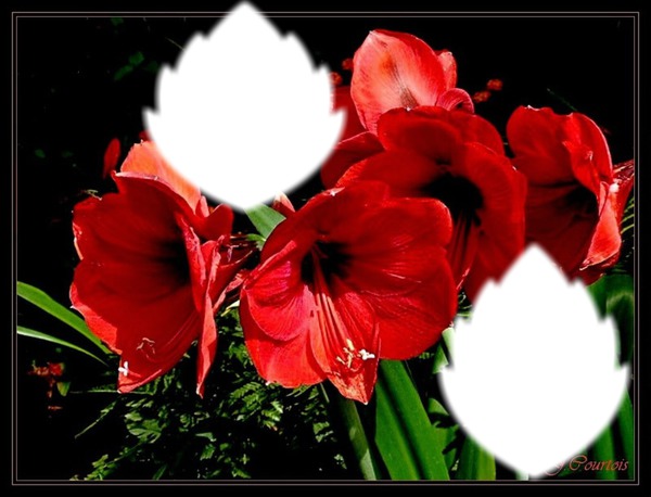 Amaryllis-rouge Fotomontaż