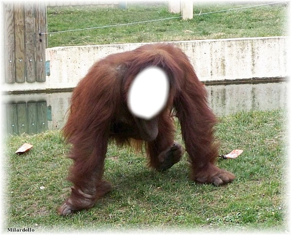 orang outang Fotomontāža