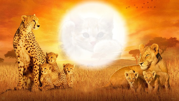 Big Cats Photo frame effect