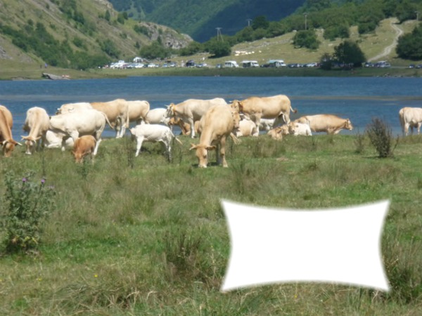 les vaches Fotomontaż