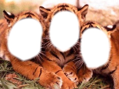 Grrrr!!!! Les 3 tigres Fotomontagem