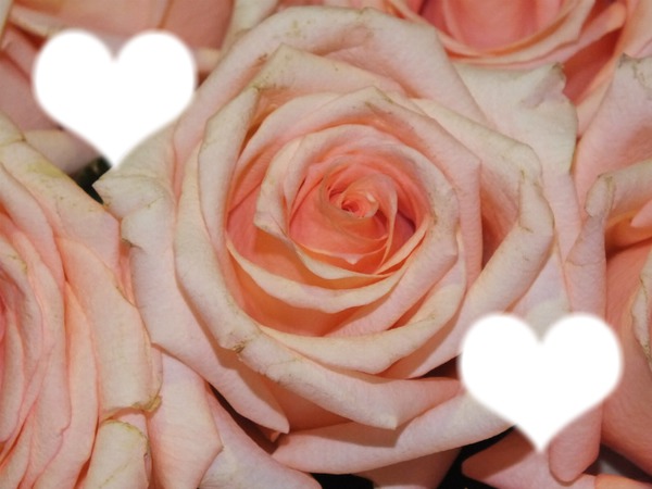 love roses Фотомонтаж