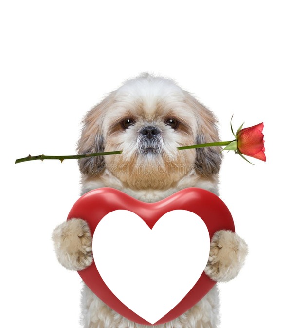 cane con rosa e cuore Fotomontagem