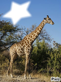 la girafe Photo frame effect