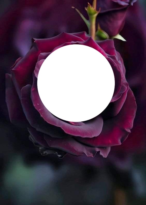Ma jolie rose Fotomontage