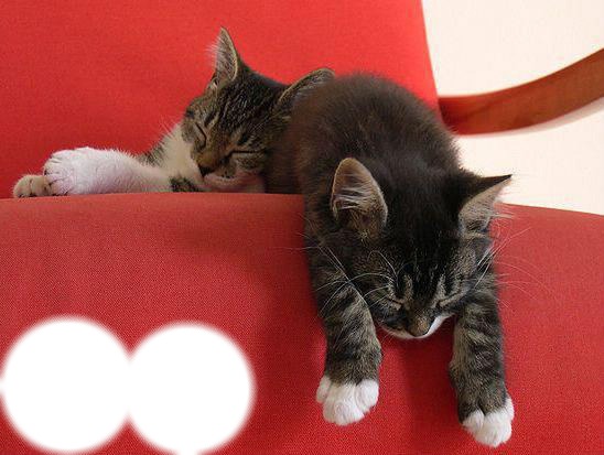 2 petits chats Photo frame effect