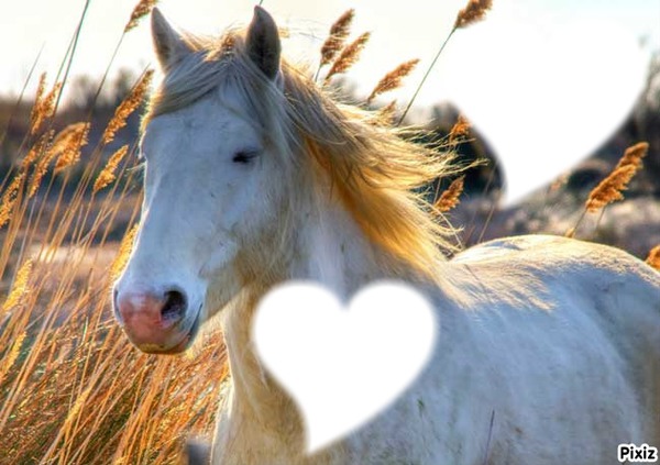 cheval coeur Fotomontage