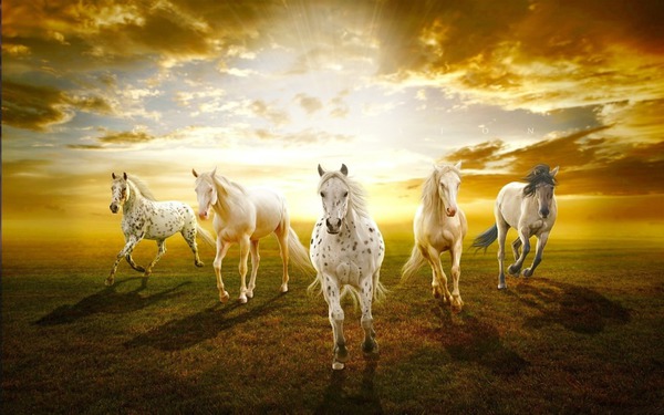 Horse Fotomontaggio