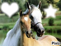 <3 passion de chevaux<3 Montage photo