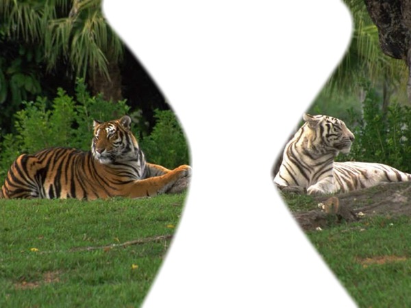tigre blancs Fotomontaggio