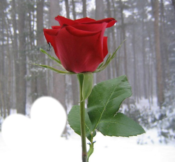 une rose pour gitannn Фотомонтаж