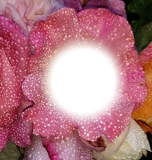 pink rose frame Valokuvamontaasi