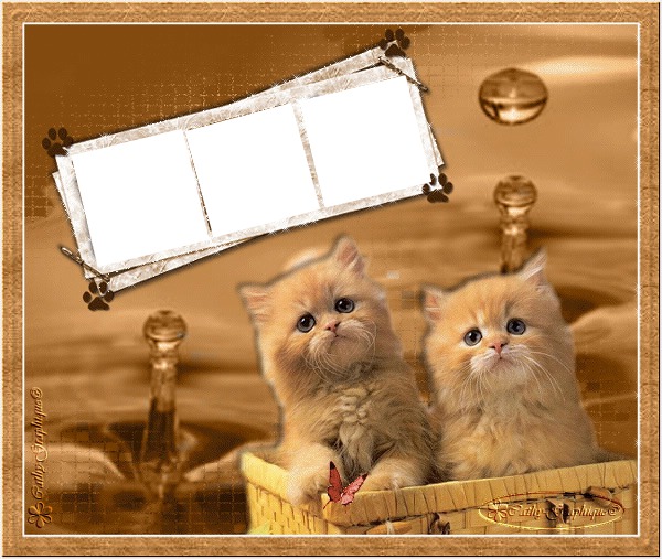 chats 268 Fotomontage