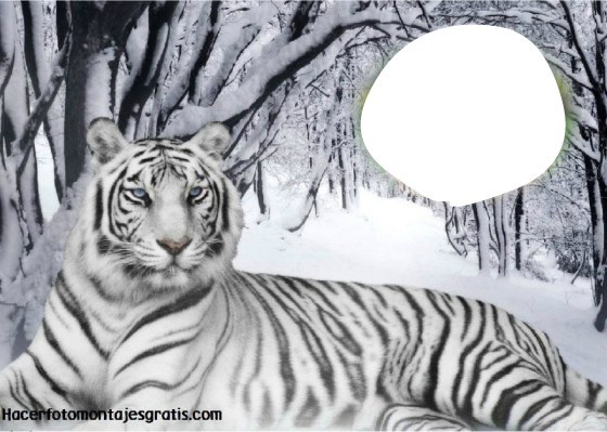 tigre blanco Fotomontage
