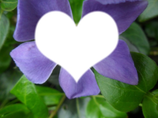 L'amour dans une fleure <3 Valokuvamontaasi