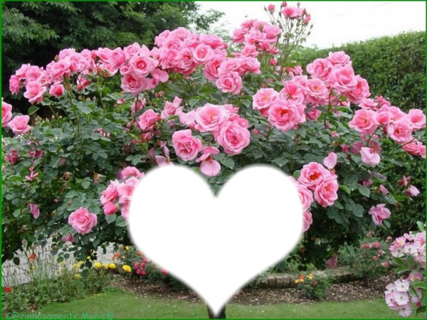magnifique rosier Valokuvamontaasi