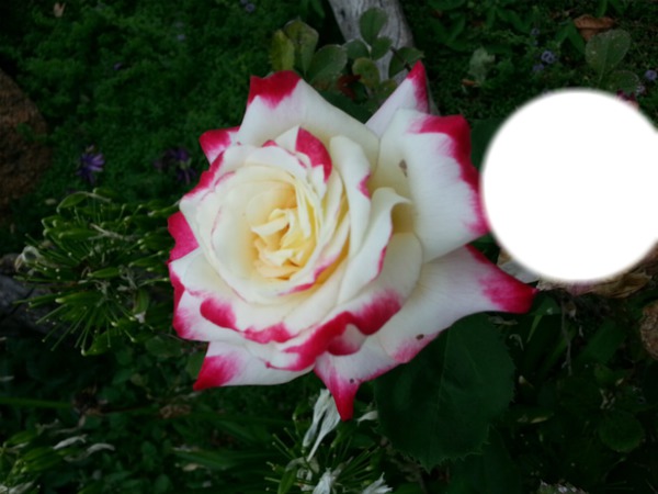 White rose Fotomontāža