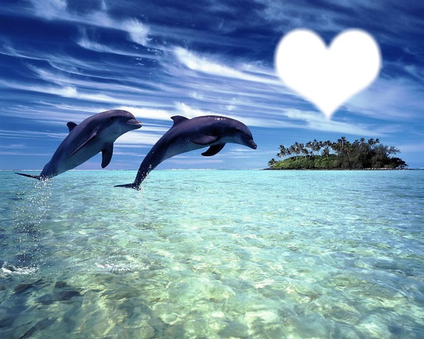 aime les dauphins Montage photo