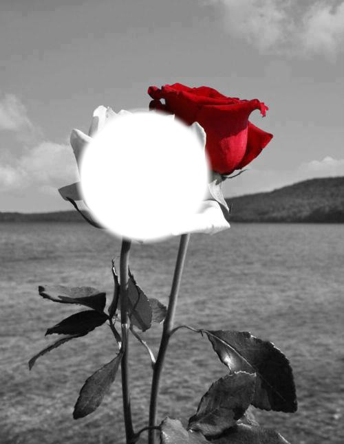 rose rouge Fotomontažas