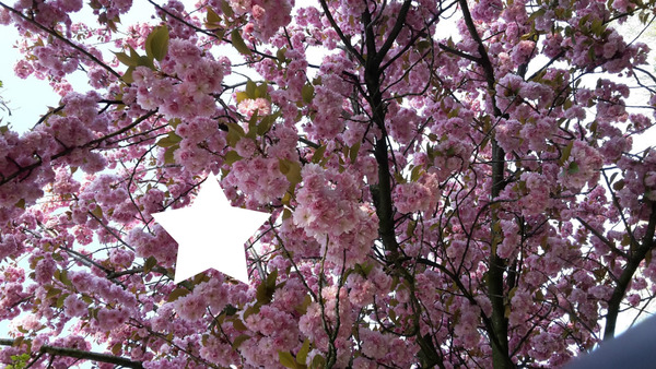 Cerisier en fleurs Fotomontasje