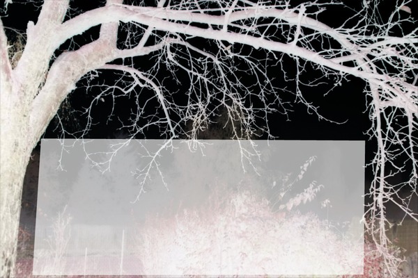 Un arbre dans la nuit -1 photo Photo frame effect