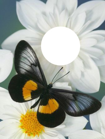 Mariposa y flor Montaje fotografico