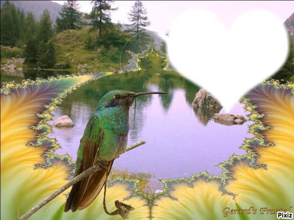 oiseaux Photo frame effect