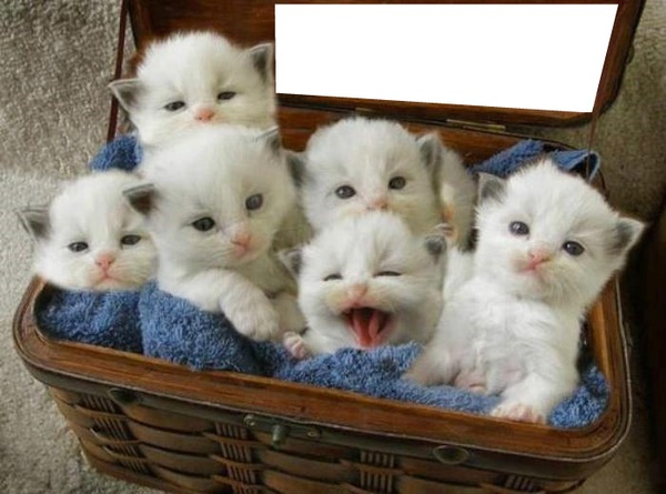6 chatons dans un panier 1 photo cadre Fotomontage