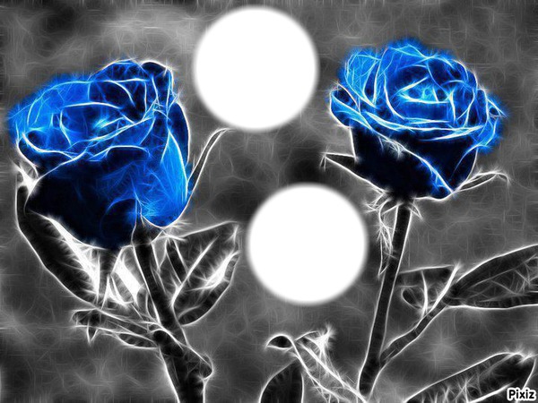2 roses bleues Photo frame effect