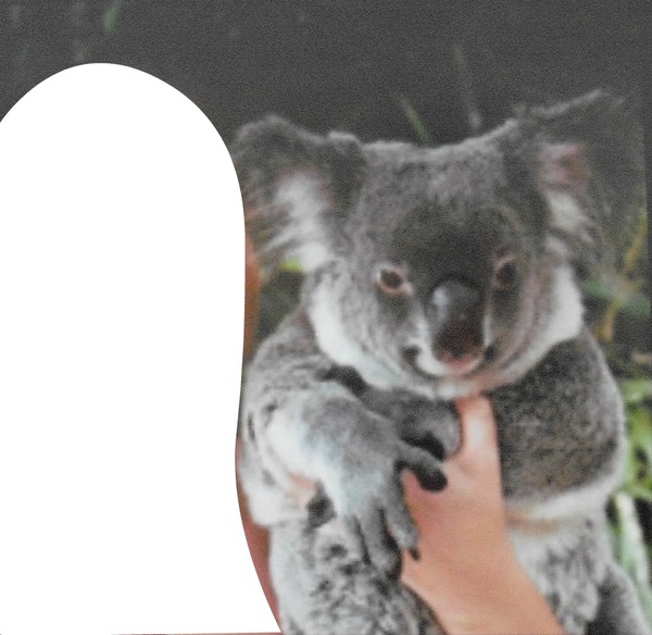 Mon Koala Fotomontage
