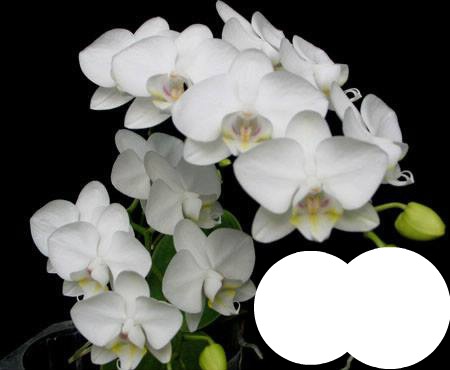 orchidee Montage photo