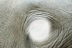 oeil elephant Montaje fotografico
